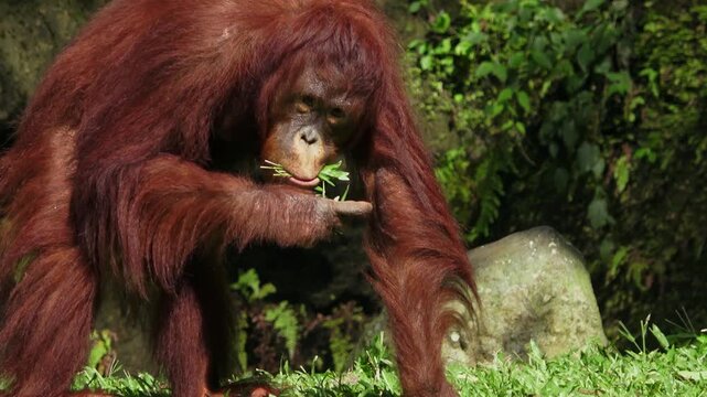 An orangutan, pulling out grass and eating it, several times then walking away.
