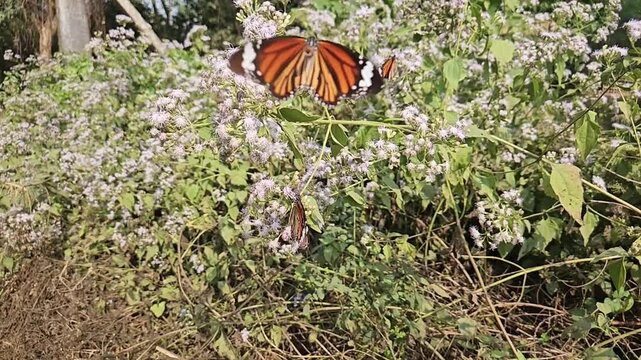 Plain Tiger Butterfly Collecting Nectar from White Wildflowers in Natural Habitat, Butterfly Pollination, Macro Wildlife Close Up, Tropical Garden, Slow Motion Cinematic Nature Footage