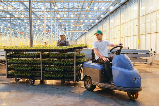 Couple of workers in a large, modern greenhouse. A man on an electric vehicle a woman with trays of green seedlings. Bright yellow light from grow lamps illuminates the scene
