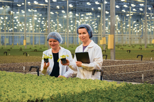 Two women in lab coats and hairnets inspect young salad plants grown hydroponically in a large commercial greenhouse. One holds a plant, the other uses a tablet