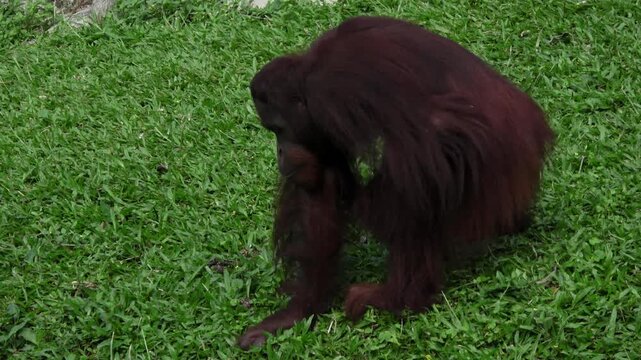 An orangutan, sitting for a while, then walking, the back of its body visible. Walking slowly and turning once before finally walking away.

