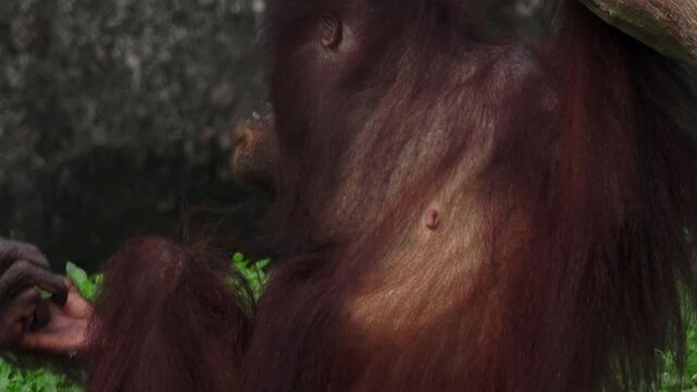 An orangutan, sitting and interacting with another orangutan hanging around.

