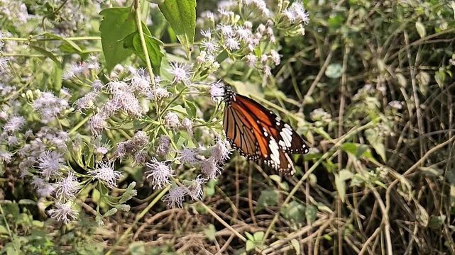 Plain Tiger Butterfly Collecting Nectar from White Wildflowers in Natural Habitat, Butterfly Pollination, Macro Wildlife Close Up, Tropical Garden, Slow Motion Cinematic Nature Footage