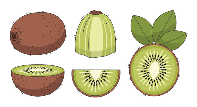 Vector illustration set of kiwi fruit components featuring whole kiwi, peeled fruit, half, longitudinal slice, and cross section with green leaves isolated on a white background.