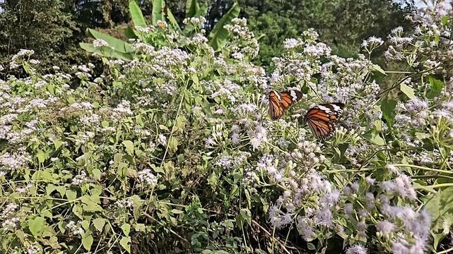 Plain Tiger Butterfly Collecting Nectar from White Wildflowers in Natural Habitat, Butterfly Pollination, Macro Wildlife Close Up, Tropical Garden, Slow Motion Cinematic Nature Footage