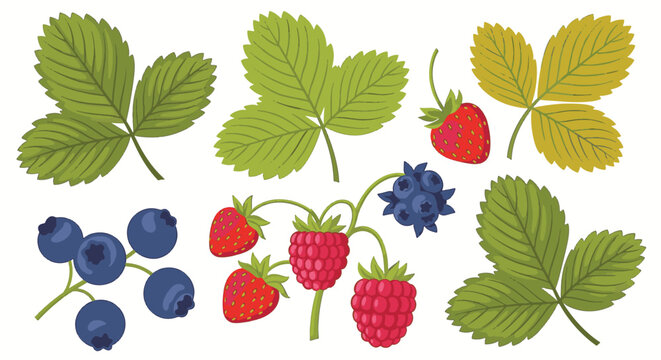 Vector illustration set featuring garden berries including strawberries, raspberries, and blueberries with serrated green leaves and stems isolated on a plain white background.