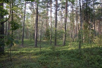 Fototapeta premium A mature pine forest (bor), presumably located in Belarus. The forest floor is covered with a lush, dense carpet of wild blueberries (Vaccinium myrtillus).
