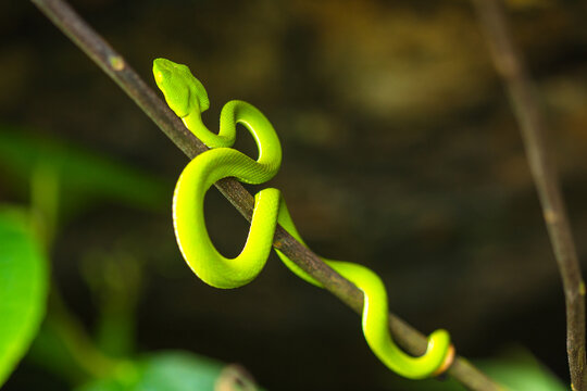 green snake on tree