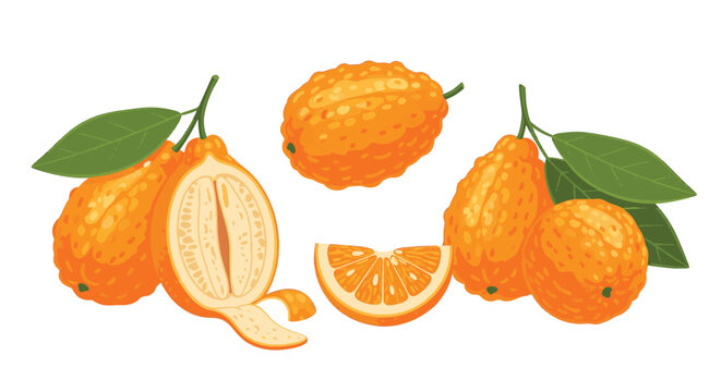 Vector illustration of ugli fruit showing whole citrus, a halved piece with visible pith, a separate slice, and green leaves on stems, set against a plain white background.