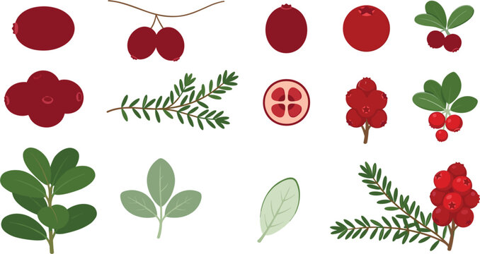 Cranberry and Lingonberry Botanical Vector Icon Set Featuring Fresh Red Berries, Wild Evergreen Branches, Whole Fruits, and Green Leaves for Packaging Designs