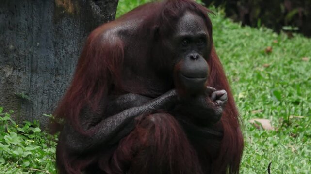 An orangutan is seen occasionally showing his teeth while sitting still.
