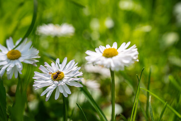 Fototapeta premium White daisy flowers growing naturally in green grass peaceful outdoor moment connected to nature, highlighting delicate blossoms, fresh vegetation. Soft grass, floral textures and natural elements