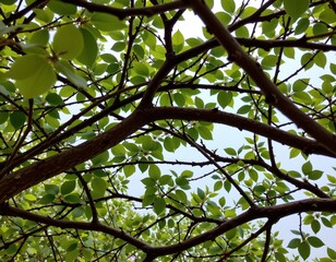 Fototapeta premium Archway Branches Bright Green Sunlit Sky