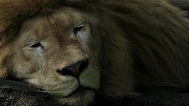 The male lion is lying down on a rock, his face looks lazy, his eyes are really dull, he seems sleepy, he occasionally closes his eyes
