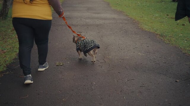 Person walks small dog on dirt path. Dog wears patterned coat. They move calmly together. Person wears yellow top and black pants. Grass lines both sides of path. Ideal for pet care or outdoor scenes