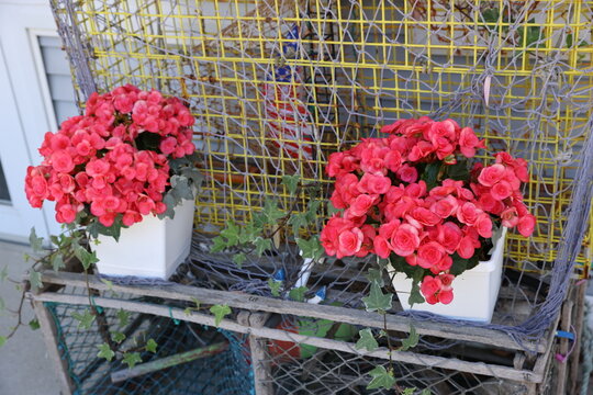 potted begonias