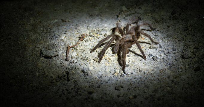 Large Brown Tarantula Crawling on Textured Ground Close Up

