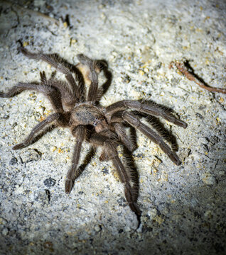 Large Hairy Tarantula on Rough Surface Close Up Macro Wildlife