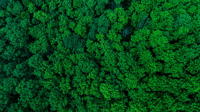 Natural forest canopy photographed from drone perspective creating a versatile sustainability background for environmental investment and ESG marketing use.