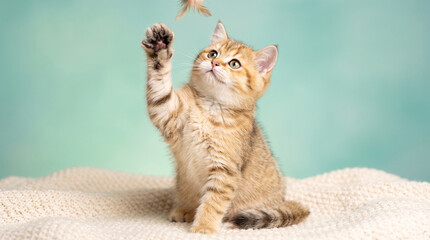 Adorable golden tabby kitten playing with a feather toy, sitting on a soft white knitted blanket against a soft teal background © LENSORIA