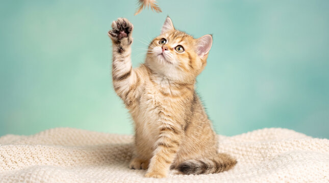 Adorable golden tabby kitten playing with a feather toy, sitting on a soft white knitted blanket against a soft teal background