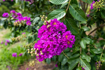 Obraz premium Purple Tabak flowers on the Tabak tree.