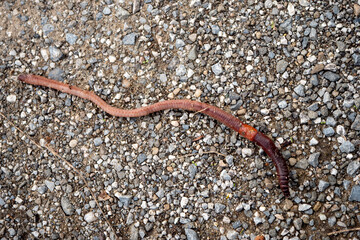 Fototapeta premium Common earthworm crawling across a gravel road. Close-up of a soil invertebrate important for healthy ecosystems, composting, soil aeration and biodiversity.