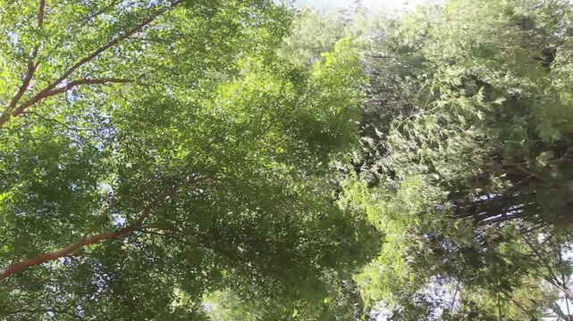 Wind and the rustling of leaves.