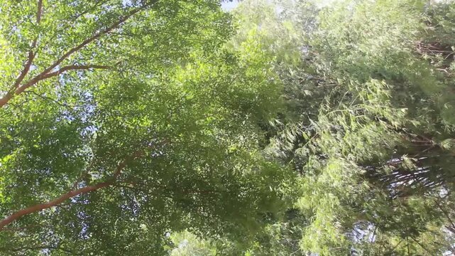 The treetops in the forest  with soft sunlight moving gently.