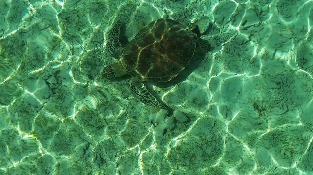 Aerial 4K Drone Footage Sea Turtle Gili Trawangan Indonesia Wildlife Ocean