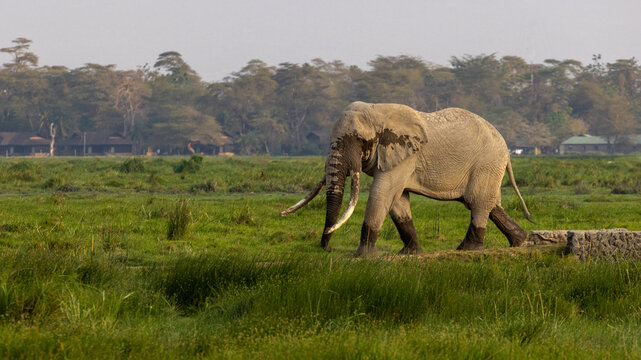 African elephant bull super tusker wading and giving himself a mudbath in Amboseli National Park in East Africa Kenya
