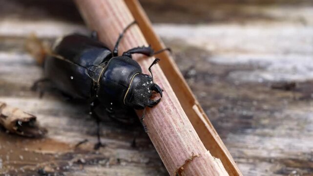 Macro view of a black lesser stag beetle, dorcus parallelipipedus, moving slowly over a small branch on a wooden surface, showing its mandibles and detailed exoskeleton in its natural habitat
