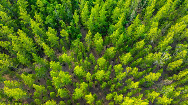 aerial view of dark green pine forest Abundant natural ecosystems of rainforest. Concept of nature forest preservation and reforestation.	