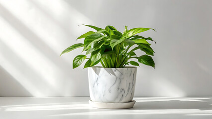 Fototapeta premium Potted Green Leafy Plant on White Surface in Soft Natural Light