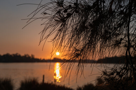 View of the Swan River at sunset with pine tree branches in the foreground and golden light reflecting on the water in Perth, Western Australia, Australia.