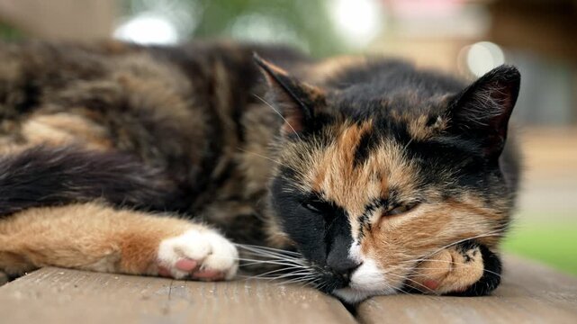 Close-up of a sleepy calico cat with unique facial markings resting peacefully on a wooden bench, slowly opening and closing its eyes before drifting off to sleep in a quiet outdoor setting