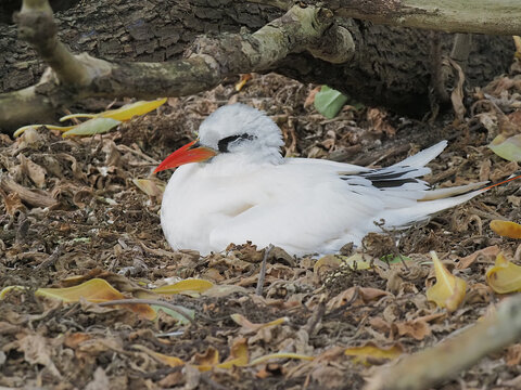 Red Tailled Tropicbird on nest