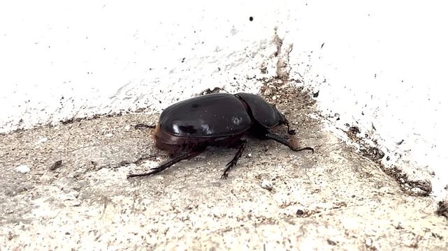 big beetle on the ground
