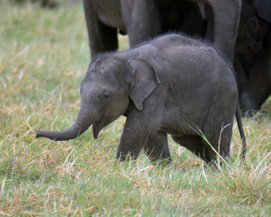 Fototapeta premium Elephants are in Minneriya National Park, Sri Lanka. Baby Elephants is playing in the ground.