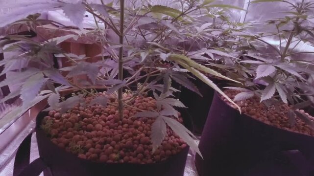 Video perspective starts on a close up of a cannabis plant stem and round clay pebble hydroponic medium, then slowly pulls back to reveal multiple young marijuana plants growing in black fabric pots i