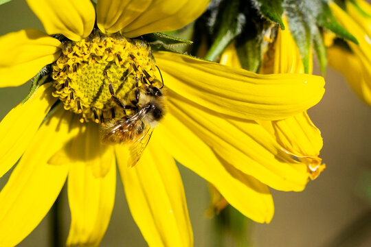 View of a bee collecting nectar on a vibrant yellow flower petal in San Juan County, Utah, United States.
