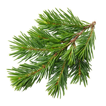 Fresh green cedar foliage twig isolated on transparent background. PNG. Generated AI