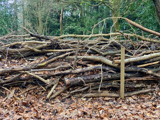 Stacked branches and logs forming woodland habitat pile in forest clearing © Nishi Sharma