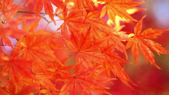 Autumn maple leaves blur softly. Bright autumn foliage fills background. Autumn background warms seasonal design. Orange autumn leaves frame nature. Maple leaves blur