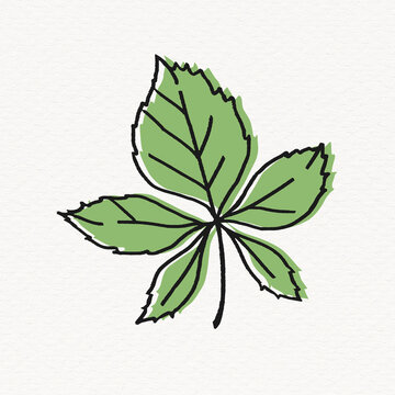 Chestnut tree leaf clipart, line art design