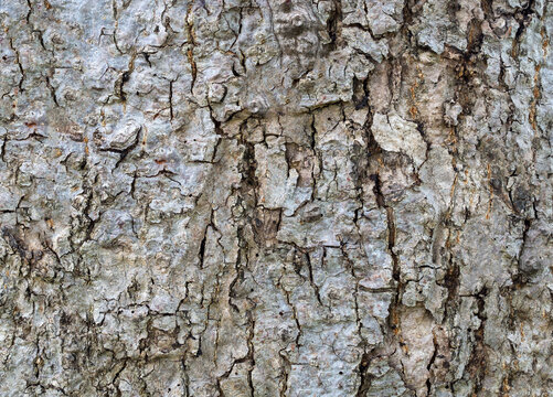 Close up of natural tree bark texture background with weathered surface