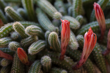 Fototapeta premium cactus buds emerging among spiny columns in warm soft greenhouse light
