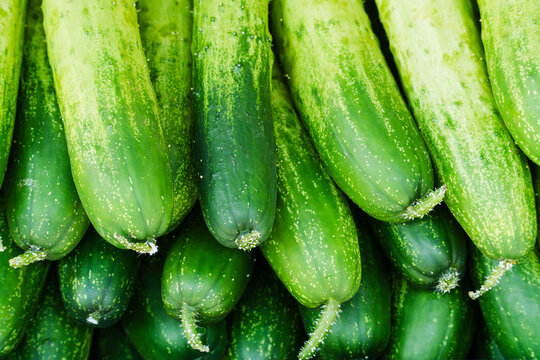 Pile of fresh raw green cucumbers.