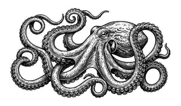 Antique Octopus Engraving Illustration for Nautical Logo and Label Design