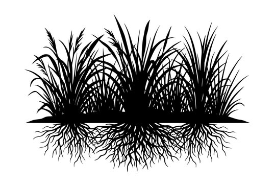 Black Grass Silhouette with Roots System Isolated on White Background